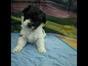 maltipoo