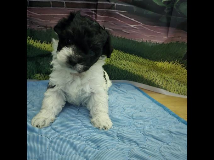 maltipoo