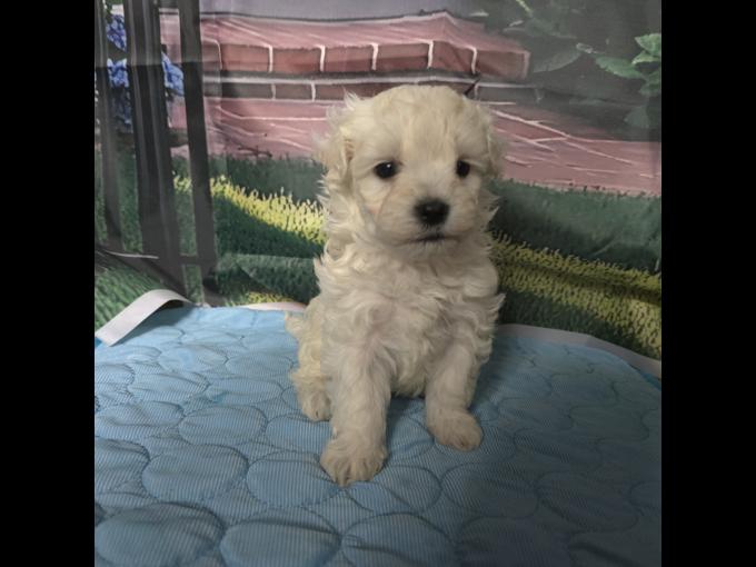 maltipoo