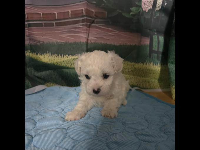 maltipoo