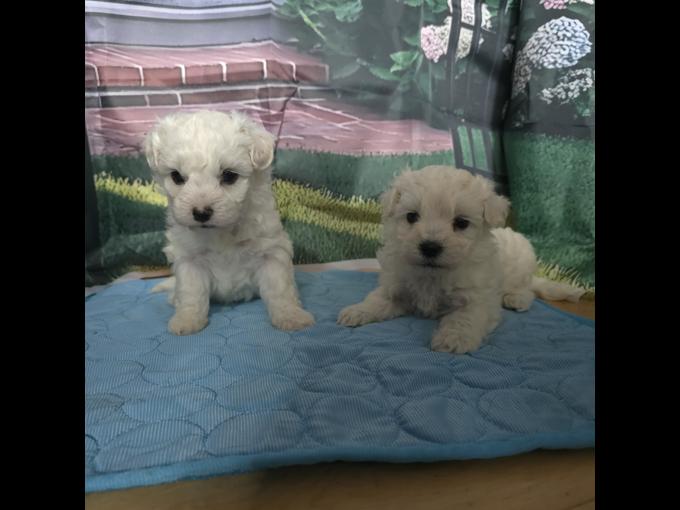 maltipoo
