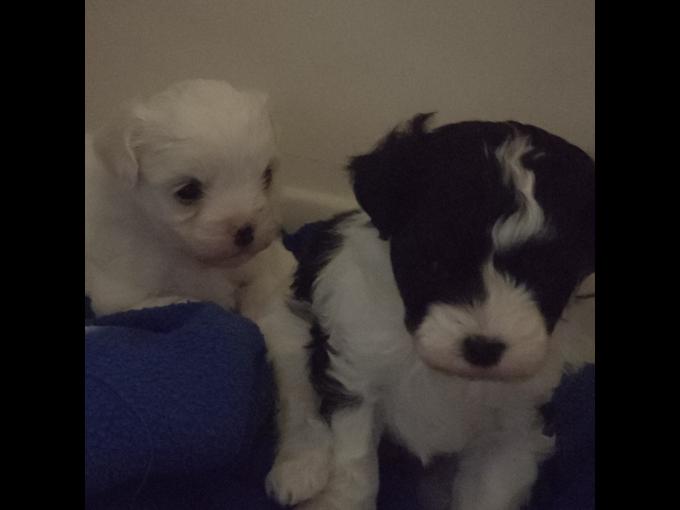 maltipoo