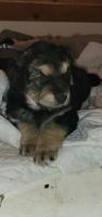 Australian shepherd. King shepherd puppies