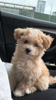 Toy Bichon Poodle