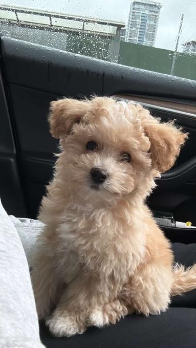 Toy Bichon Poodle