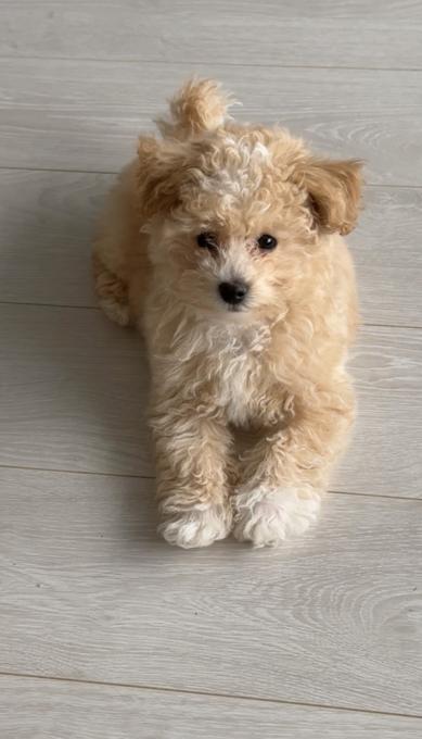 Toy Bichon Poodle