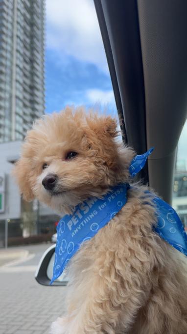 Toy Bichon Poodle
