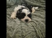  shihtzu mix puppies 