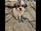  shihtzu puppies  