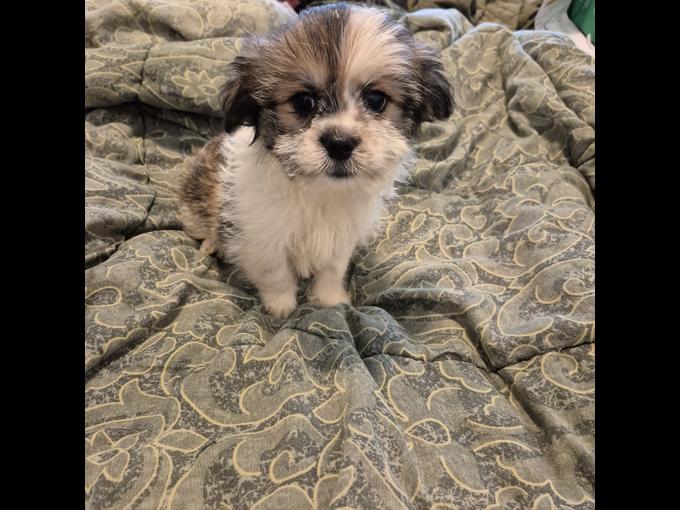  shihtzu mix puppies 
