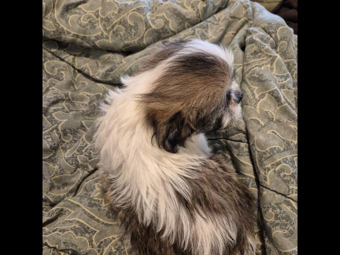  shihtzu mix puppies 