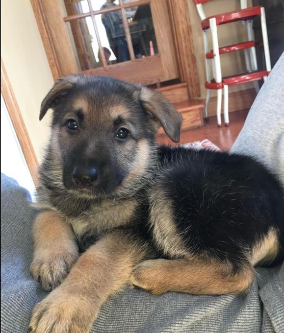 German Shepherd