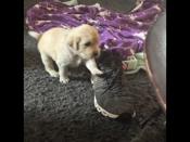 Golden retriever