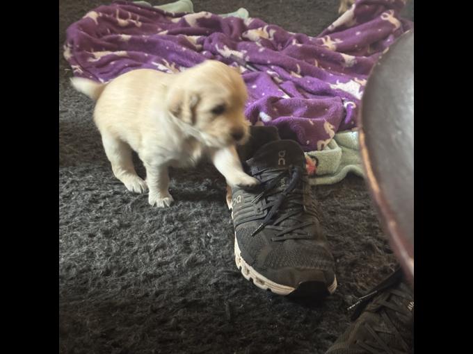 Golden retriever