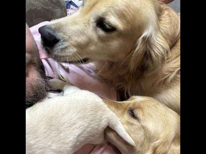 Golden retriever