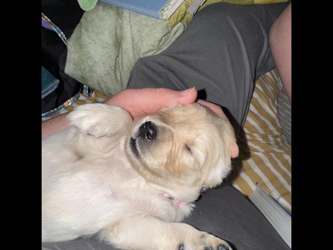 Golden retriever