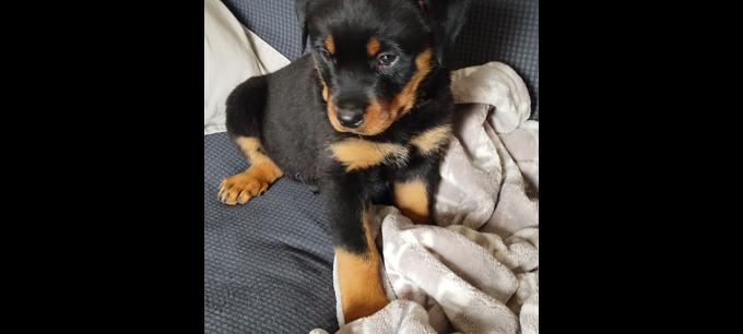 Rottweiler