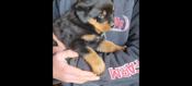 Rottweiler