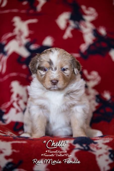 Australian Shepherd