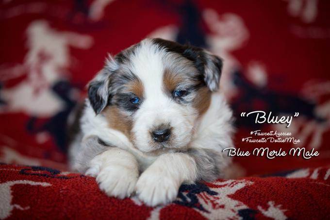 Australian Shepherd