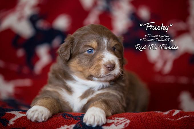 Australian Shepherd