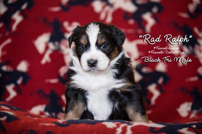 Australian Shepherd