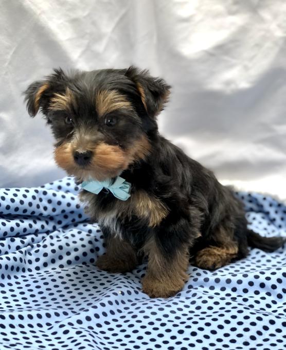 Yorkshire Terrier