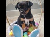 Chihuahua