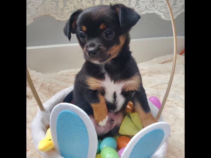 Chihuahua