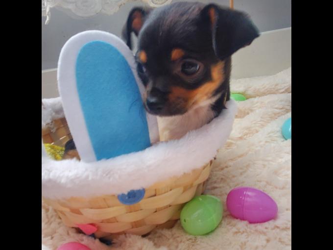 Chihuahua