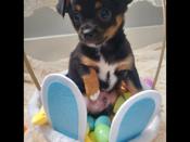 Chihuahua