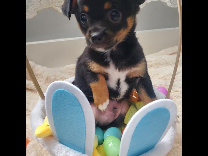 Chihuahua