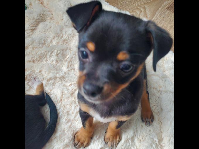 Chihuahua