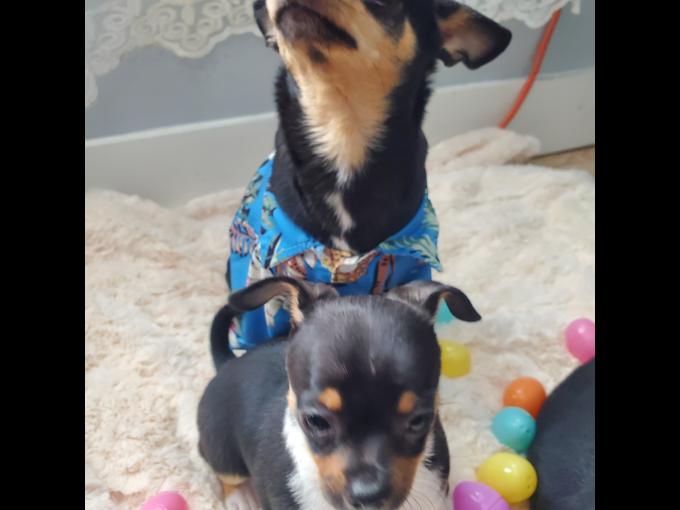 Chihuahua