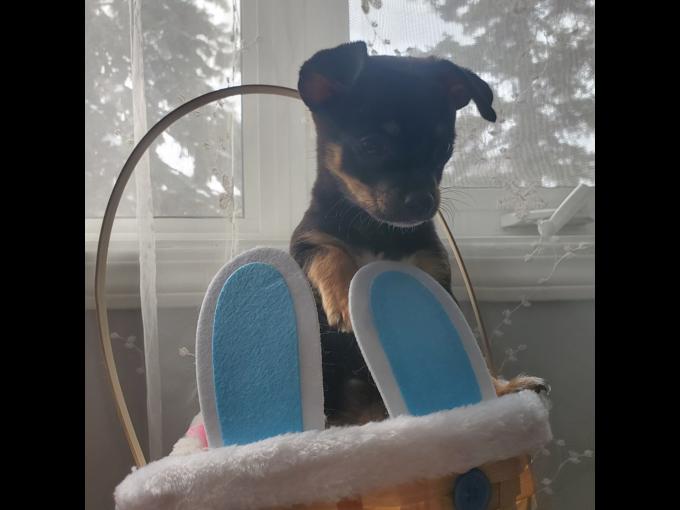 Chihuahua