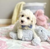 CotonPoo (Coton de Tulear & Poodle)