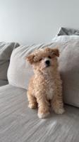 Toy Bichon Poodle