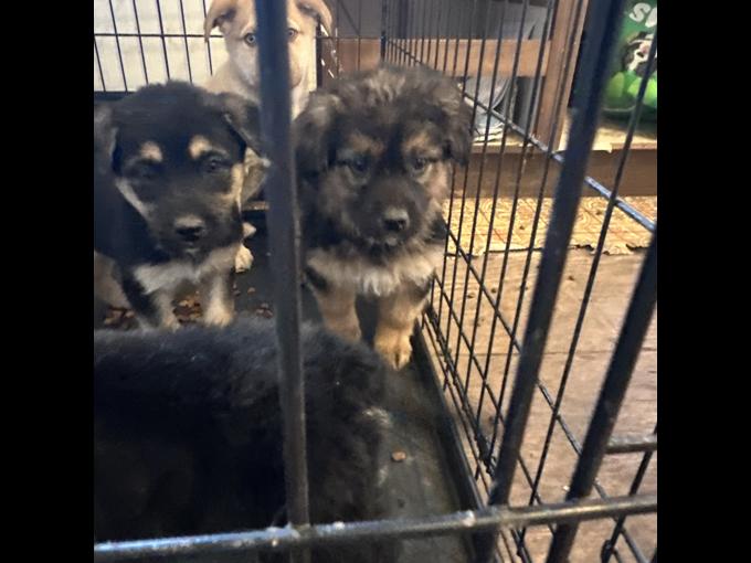 Husky mix