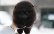 Pomeranian