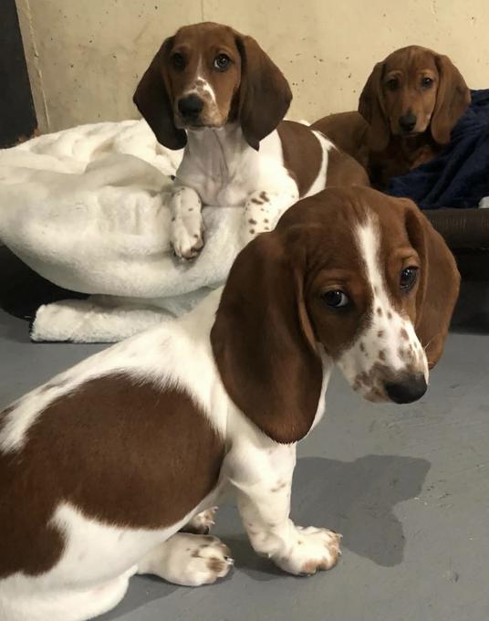 Basset Hound