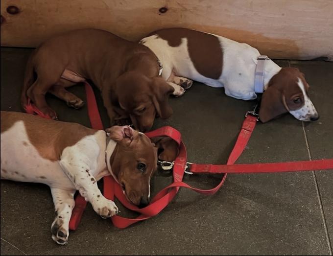 Basset Hound