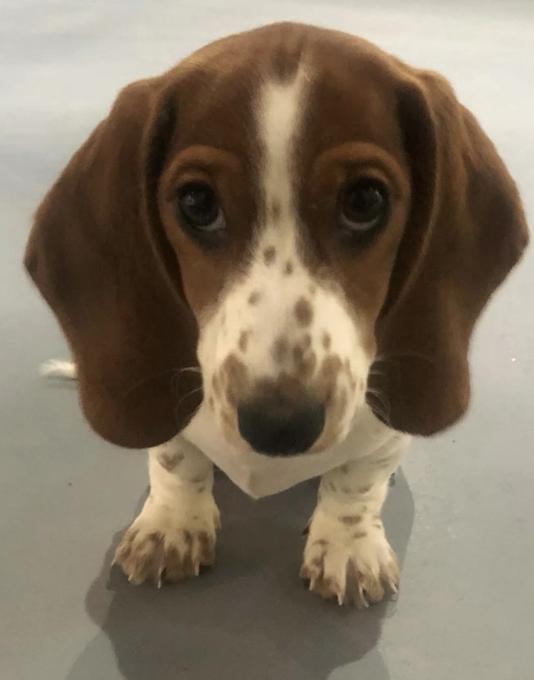 Basset Hound