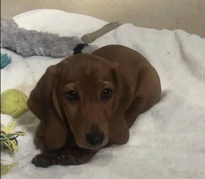Basset Hound