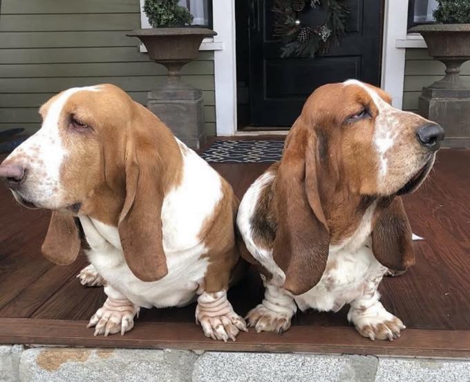 Basset Hound