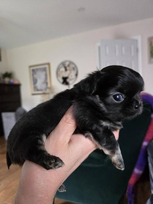 Chihuahua
