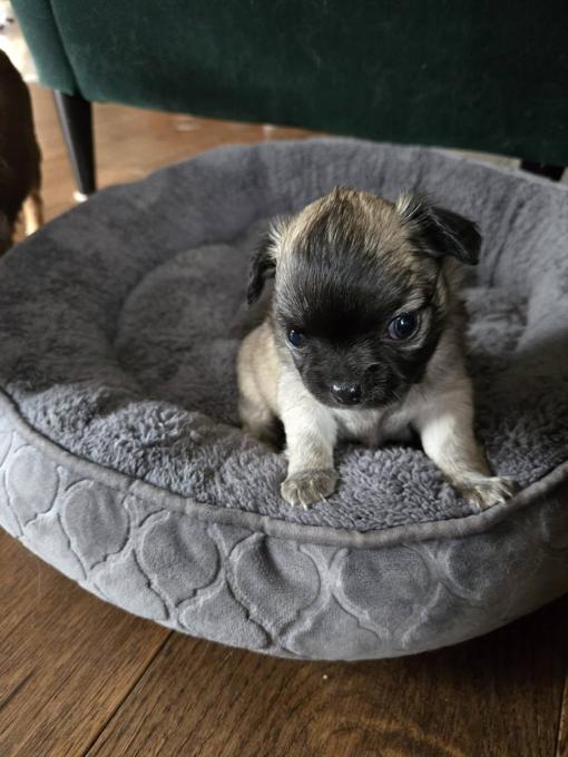 Chihuahua