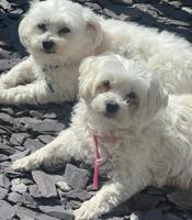 Maltese
