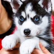 Siberian Husky
