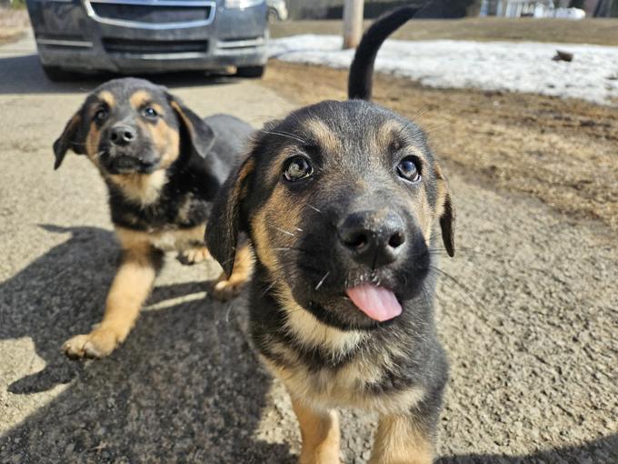 German shepard