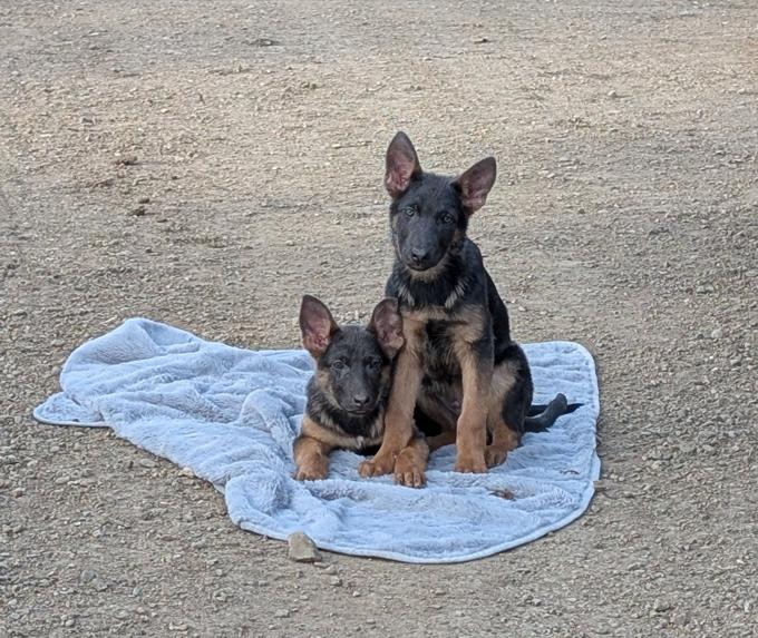 German Shepherd